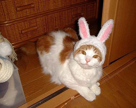 Kaķis ar zaķa ausīm