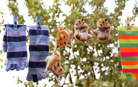 Dzīvnieki karājas pie veļas striķa