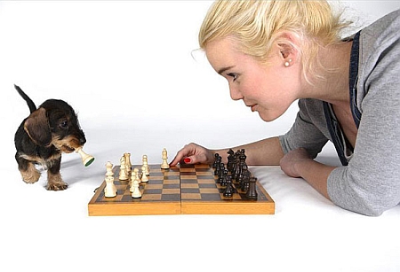 Sunīc spēlē šahu