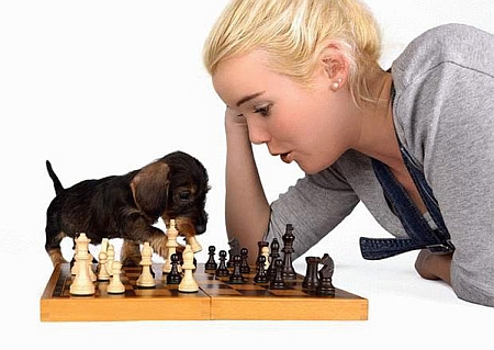 Sunīc spēlē šahu #2