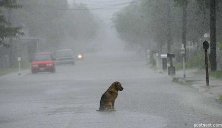 Suns lietū