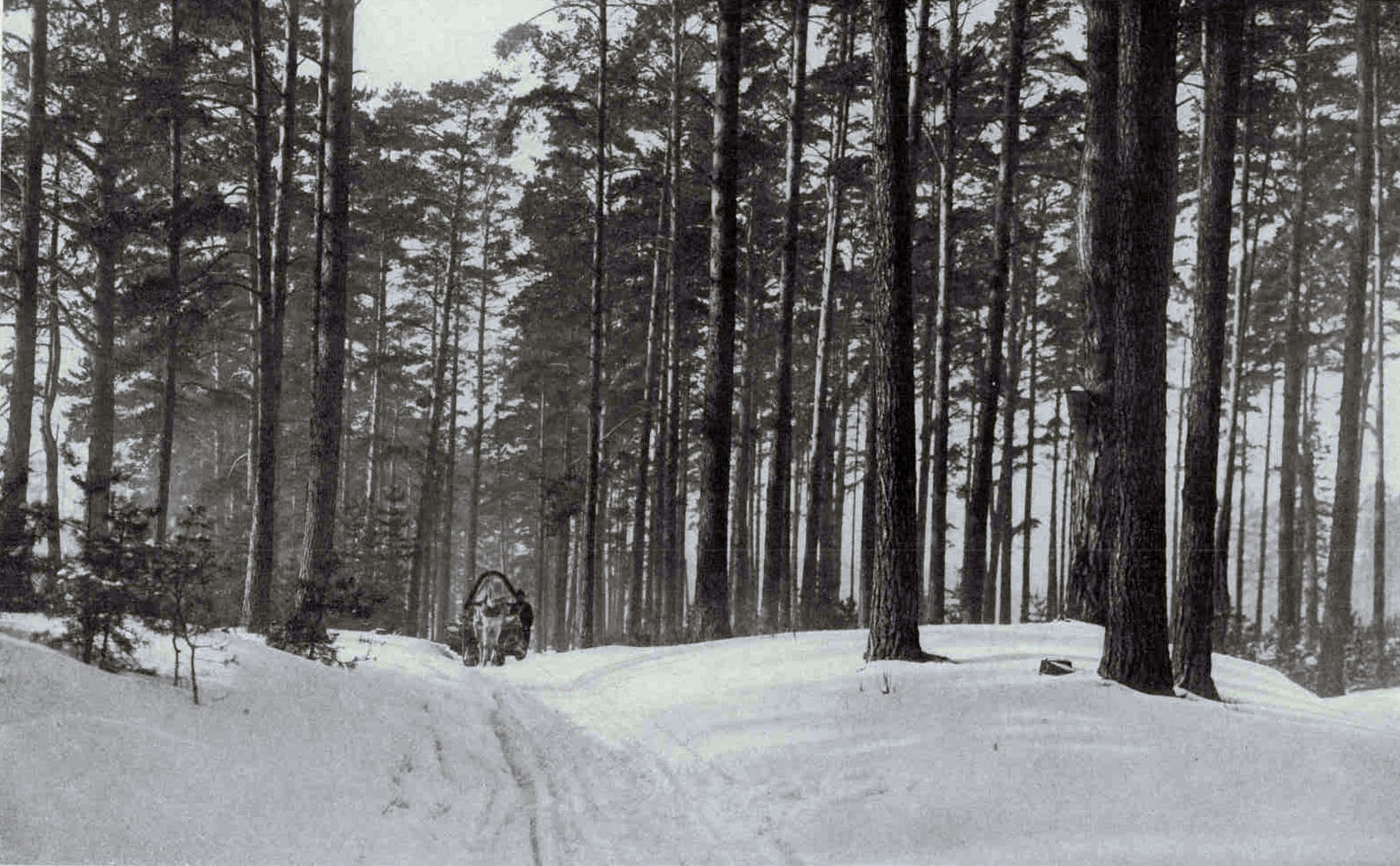 Winter in The Woods near RigaMore than three-fourths of the trees in Latvia's great wooded expanse are conifers. The timber exports reach $6,000,000 annually. The Government does not exploit its forests, but auctions the privilege of cutting in certain areas.Photograph by J. Reeksta