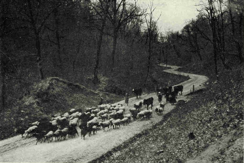 The Road Down Into The Valley of The Gauja at SiguldaSigulda, known before the World War as Segewoold, is a summer and winter resort. The ruins of the castle of Segewold, built by the Teutonic Order in 1208 and destroyed in the seventeenth century, and the chateau of the Prince Krapotkin have lent a charm to the prettily wooded slopes of the valley, which cause it to be known as Livonian Switzerland (see text, page 443).Photograph by Klio