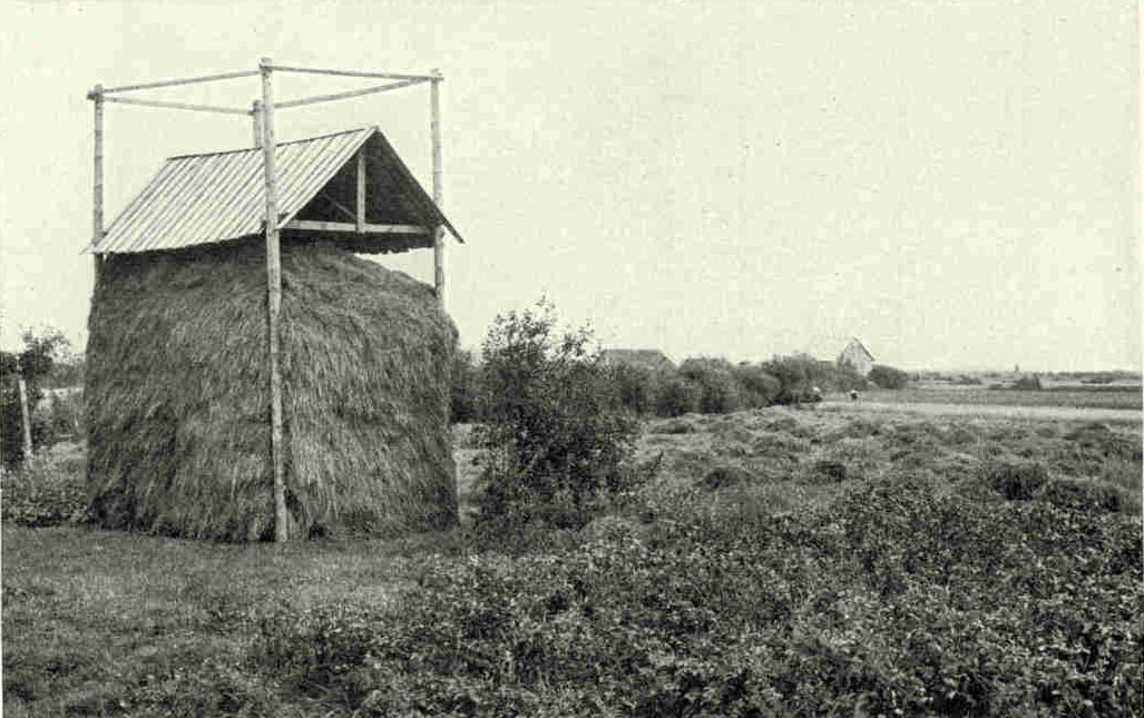 Every Latvian Hayrick Wears A HatHay is valuable enough in Latvia not to have to furnish its own thatch. But wood is plentiful, so the farmer builds a wooden roof supported by four posts on which it can be raised and lowered like the shelves in a modern bookcase (see text, page 427).Photograph by Maynard Owen Williams